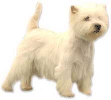 Honden plaatjes Westie 