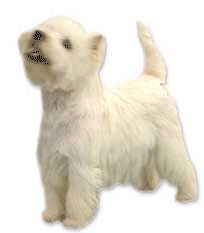 Honden plaatjes Westie 