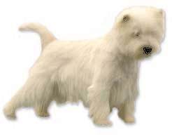 Honden plaatjes Westie 