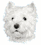 Honden plaatjes Westie 