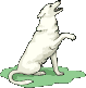 Honden plaatjes Witte herder 
