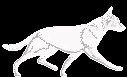 Honden plaatjes Witte herder 