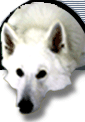 Honden plaatjes Witte herder 