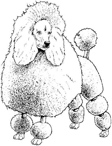 Honden plaatjes Zwart wit honden 