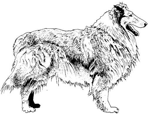 Honden plaatjes Zwart wit honden 