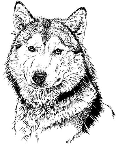 Honden plaatjes Zwart wit honden 