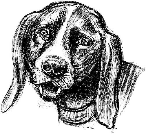 Honden plaatjes Zwart wit honden 