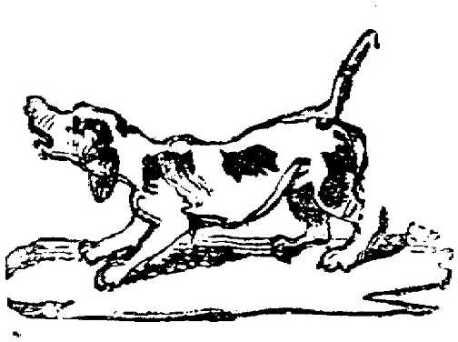 Honden plaatjes Zwart wit honden 
