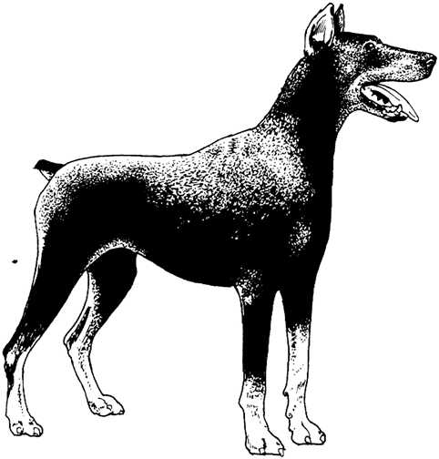 Honden plaatjes Zwart wit honden 