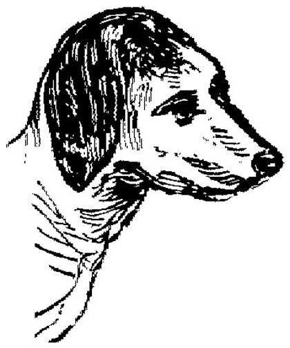 Honden plaatjes Zwart wit honden 