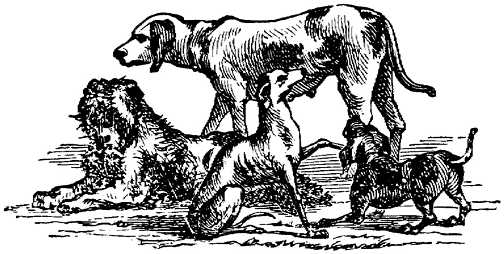 Honden plaatjes Zwart wit honden 