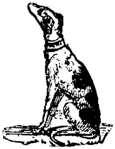 Honden plaatjes Zwart wit honden 