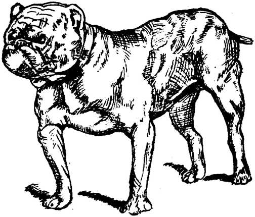 Honden plaatjes Zwart wit honden 