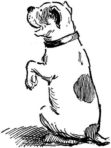 Honden plaatjes Zwart wit honden 