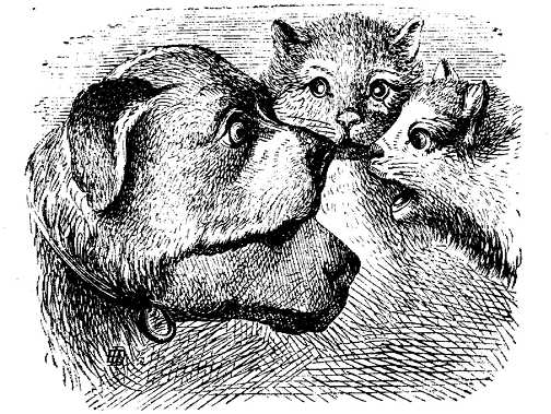 Honden plaatjes Zwart wit honden 
