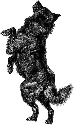 Honden plaatjes Zwart wit honden 