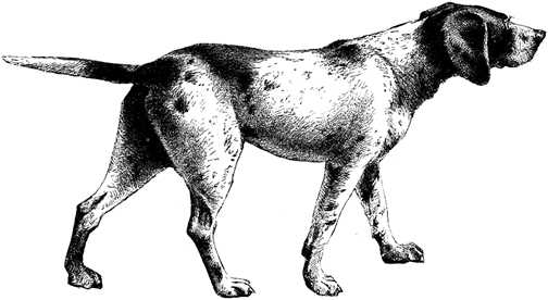 Honden plaatjes Zwart wit honden 