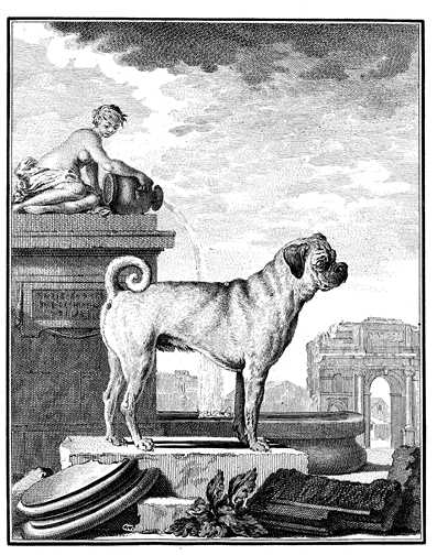 Honden plaatjes Zwart wit honden 