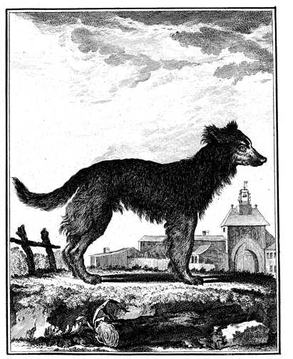 Honden plaatjes Zwart wit honden 