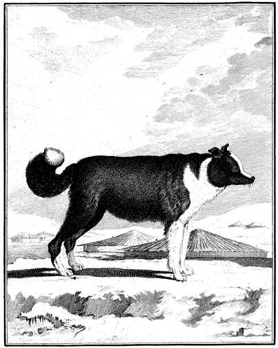 Honden plaatjes Zwart wit honden 