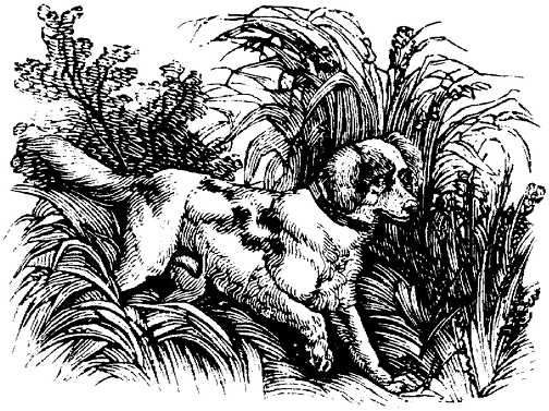 Honden plaatjes Zwart wit honden 