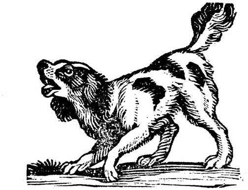 Honden plaatjes Zwart wit honden 