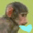 Dieren Apen Icon plaatjes 