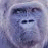 Dieren Apen Icon plaatjes 