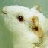 Dieren Cavia Icon plaatjes 