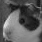 Dieren Cavia Icon plaatjes 