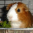 Dieren Cavia Icon plaatjes 