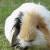 Dieren Cavia Icon plaatjes 