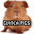 Dieren Cavia Icon plaatjes 