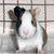 Dieren Cavia Icon plaatjes 