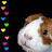 Dieren Cavia Icon plaatjes 