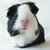 Dieren Cavia Icon plaatjes 