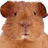 Dieren Cavia Icon plaatjes 