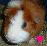 Dieren Cavia Icon plaatjes 