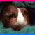 Dieren Cavia Icon plaatjes 