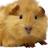 Dieren Cavia Icon plaatjes 