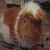 Dieren Cavia Icon plaatjes 