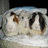 Dieren Cavia Icon plaatjes 