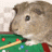 Dieren Cavia Icon plaatjes 
