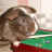 Dieren Cavia Icon plaatjes 