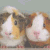 Dieren Cavia Icon plaatjes 