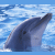 Dieren Icon plaatjes Dolfijn 