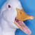 Dieren Eenden Icon plaatjes 