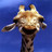 Dieren Giraffen Icon plaatjes 