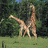 Dieren Giraffen Icon plaatjes 
