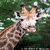 Dieren Giraffen Icon plaatjes 